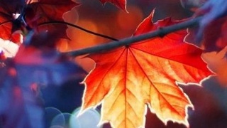 【三亿体育手机版】各大院校艺术类专业学科实力排行榜(图2) 三亿体育